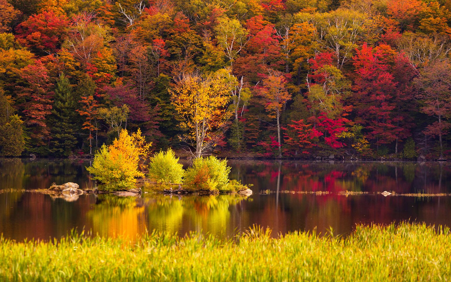 秋天的树木风景4K壁纸_4K风景图片_墨鱼部落格