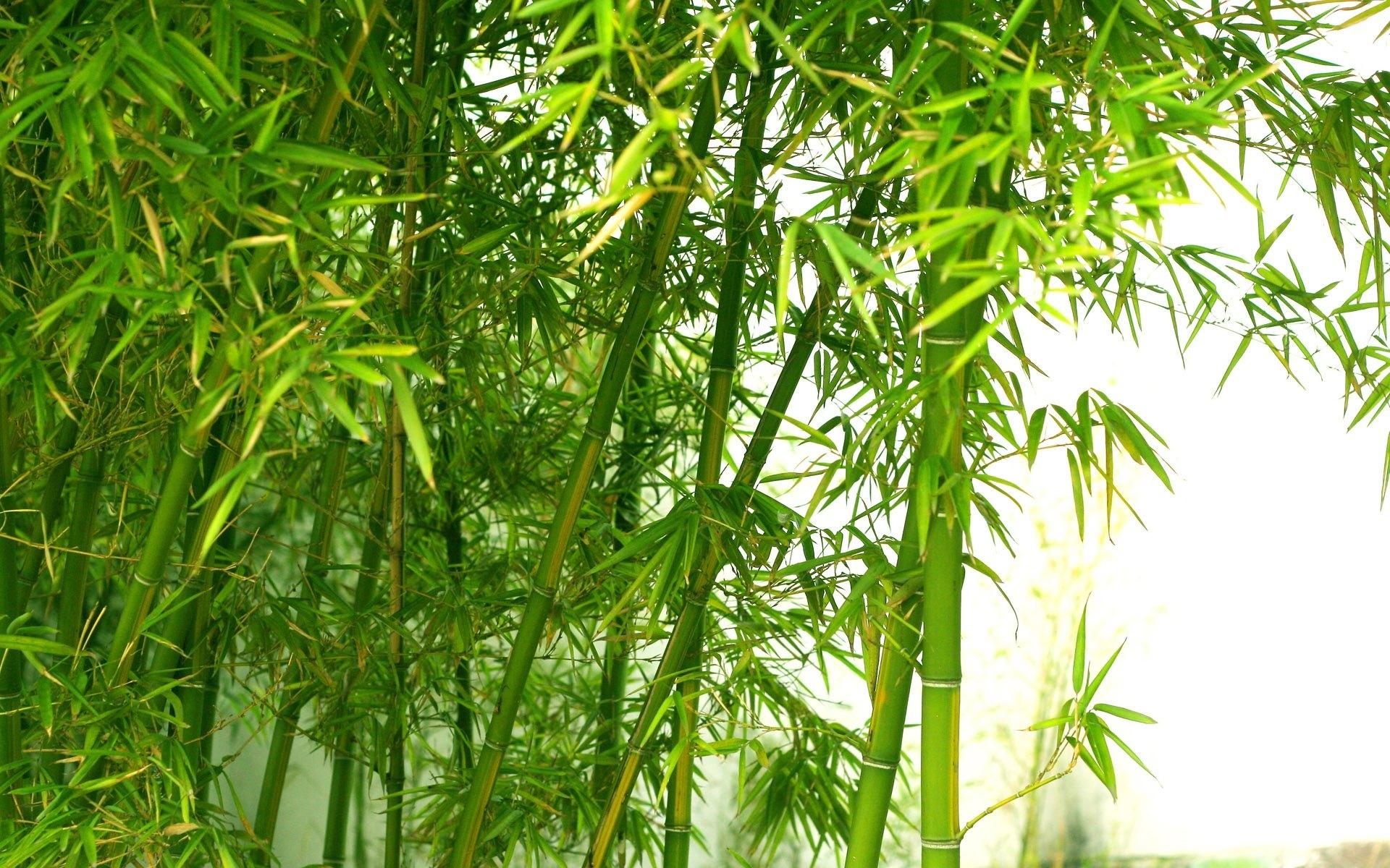 中式庭院竹子背景墙、假山园林景观3d模型下载_模型ID:35501-让提网