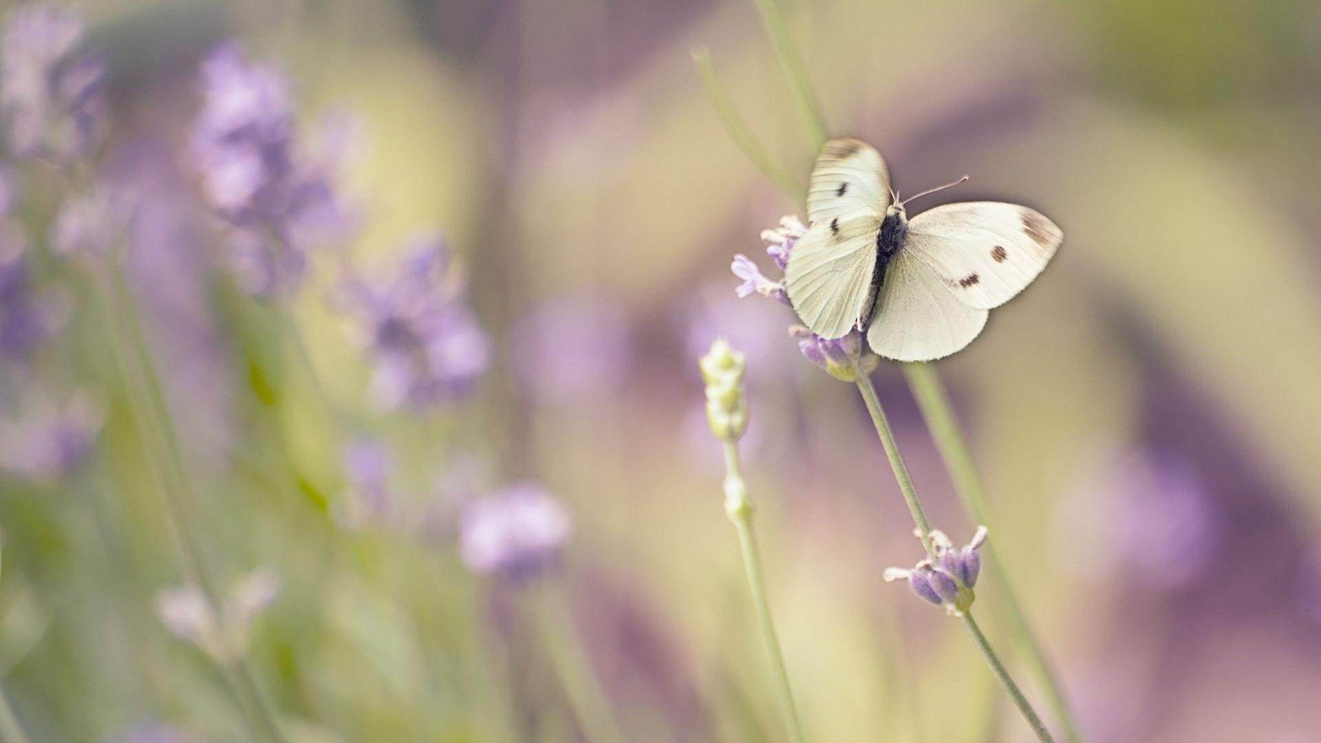 盛开的兰花和蝴蝶图片素材免费下载 - 觅知网