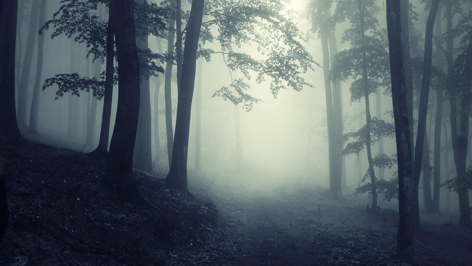 大雾气的森林