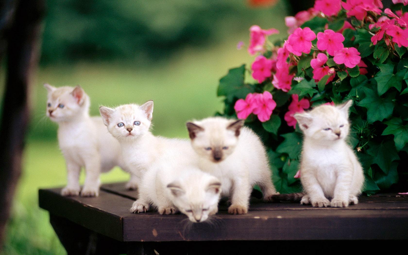 唯美可爱的毛绒绒的白色猫咪（8幅，编号P92）