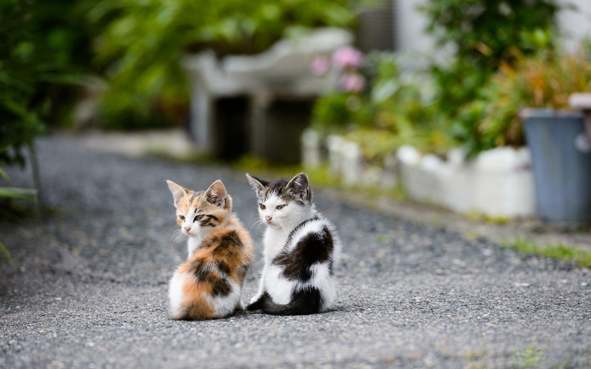 两只可爱的小猫依偎在一起高清PNG素材