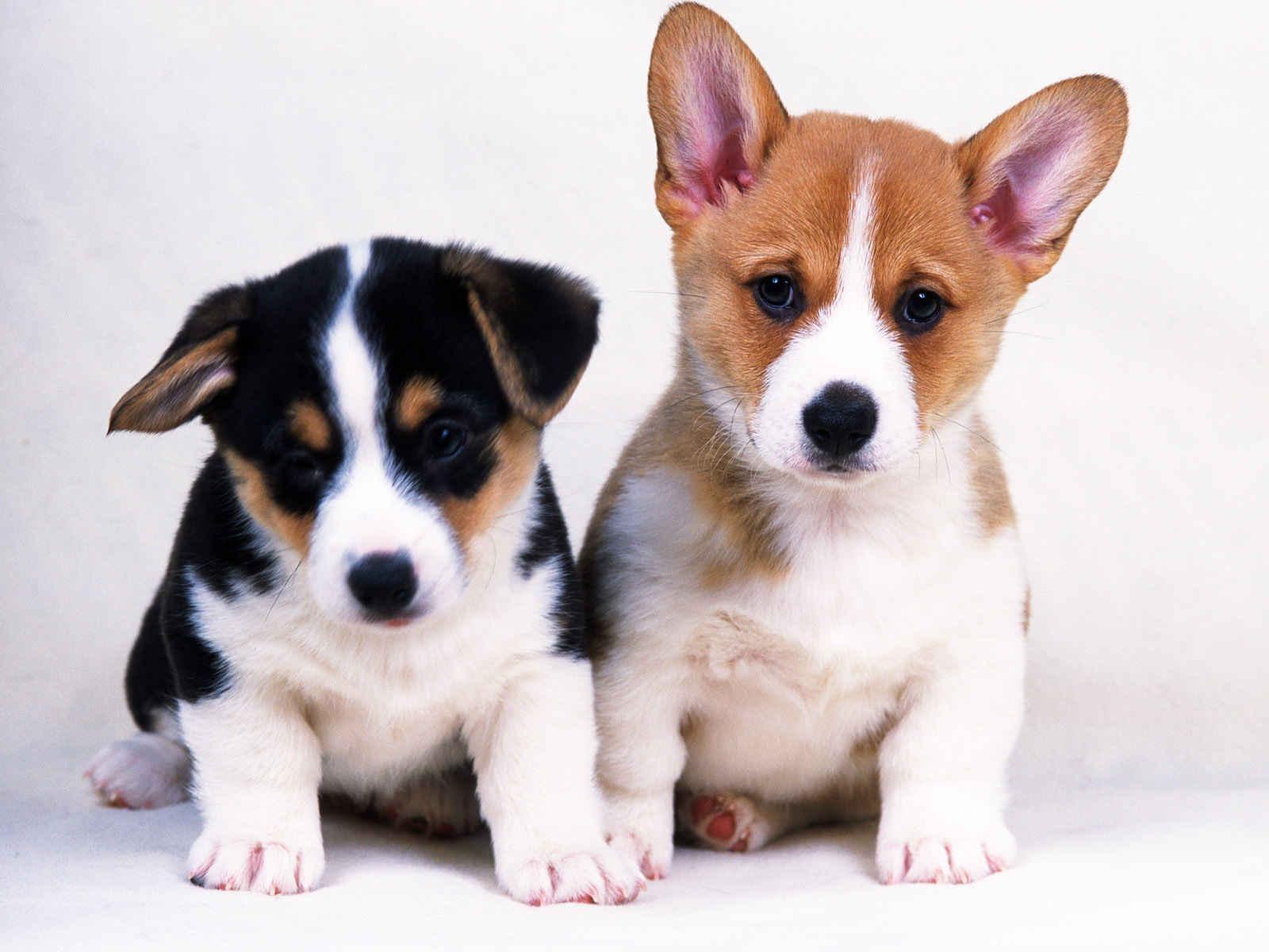 两只可爱的小狗摄影图__国内旅游_旅游摄影_摄影图库_昵图网nipic.com
