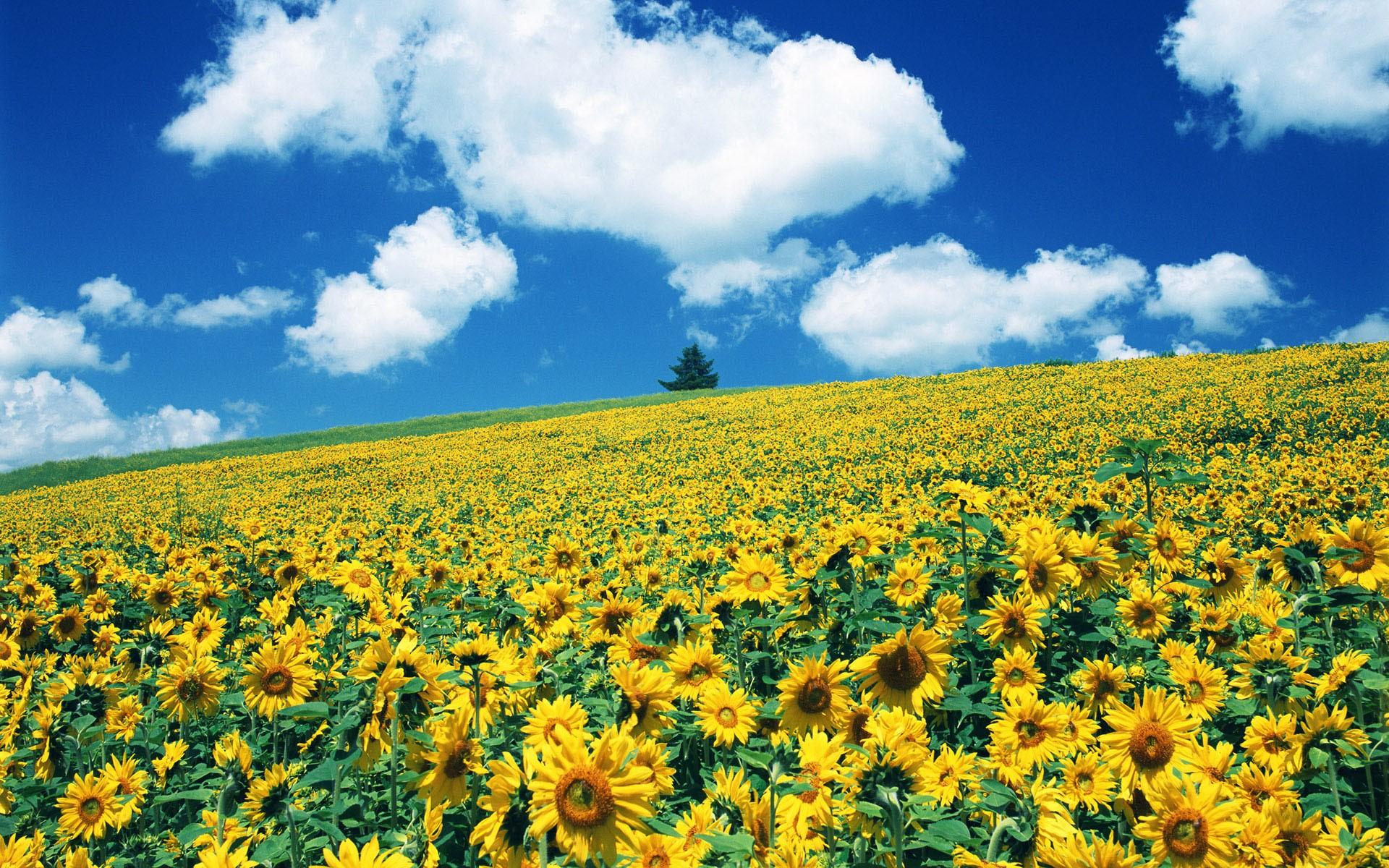唯美绽放的太阳花植物精选图片桌面壁纸 - tt98图片网