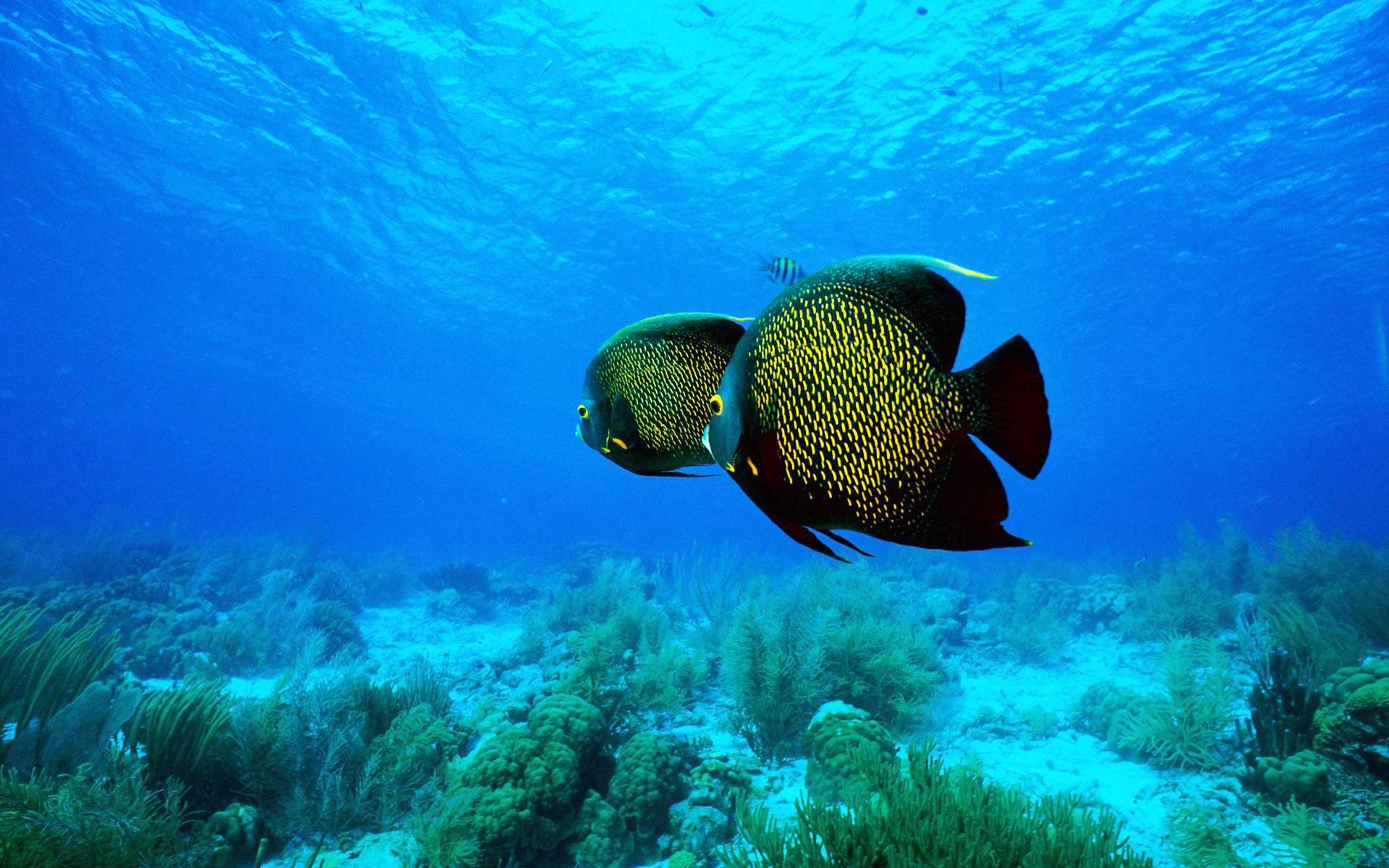 海底世界美丽小丑鱼摄影图__鱼类_生物世界_摄影图库_昵图网nipic.com