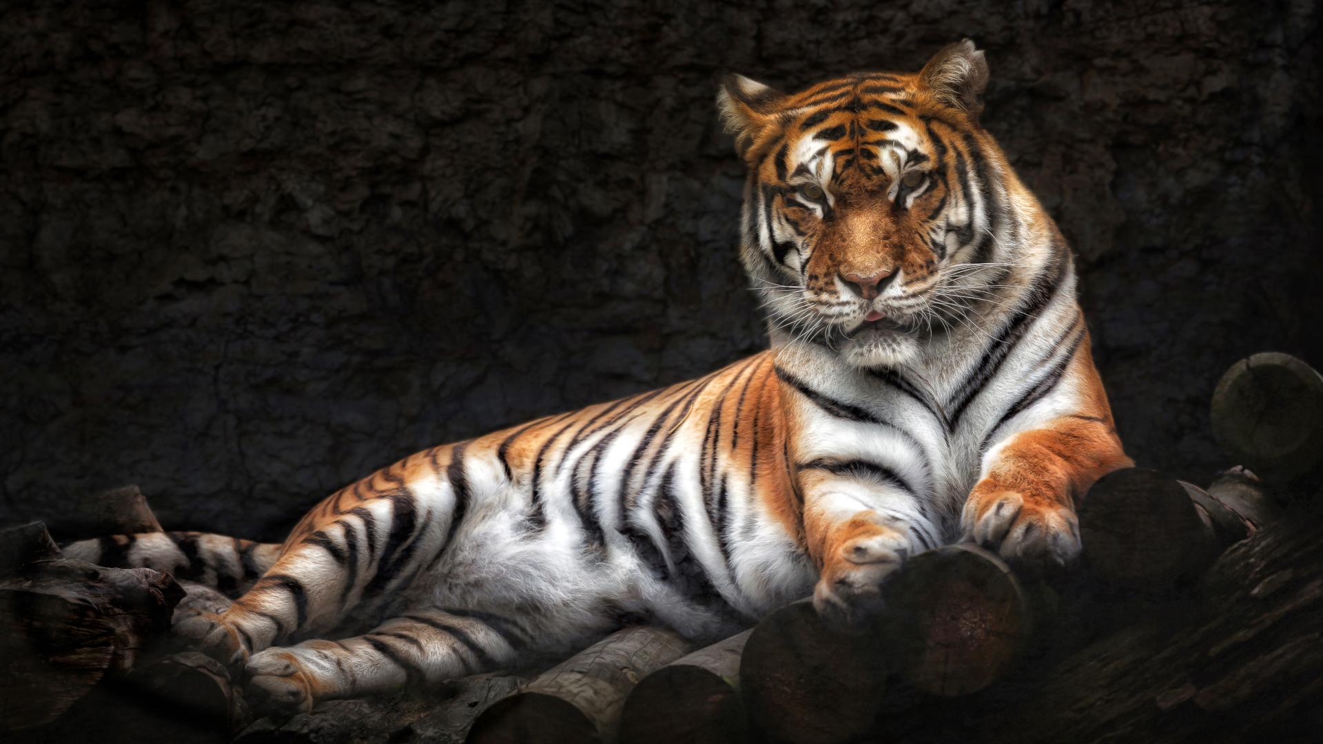 下载手机图片:老虎, 动物，免费48169。