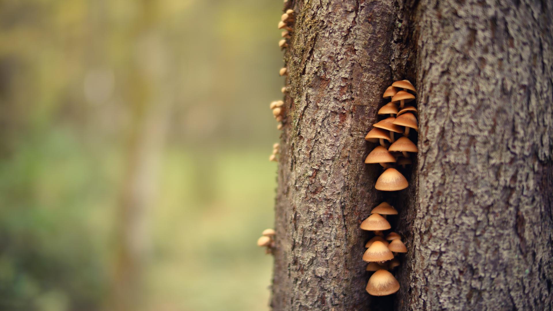 雨后树桩上野蘑菇摄影图高清摄影大图-千库网
