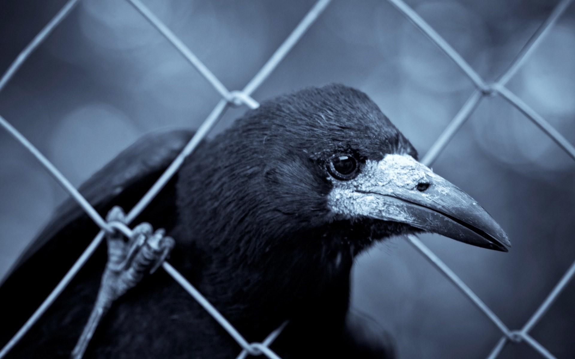 10 多张免费的“丛林乌鸦”和“乌鸦”照片 - Pixabay