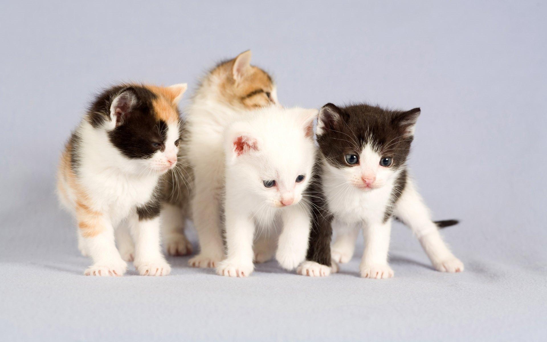 可爱猫咪—动物图片—美图美秀