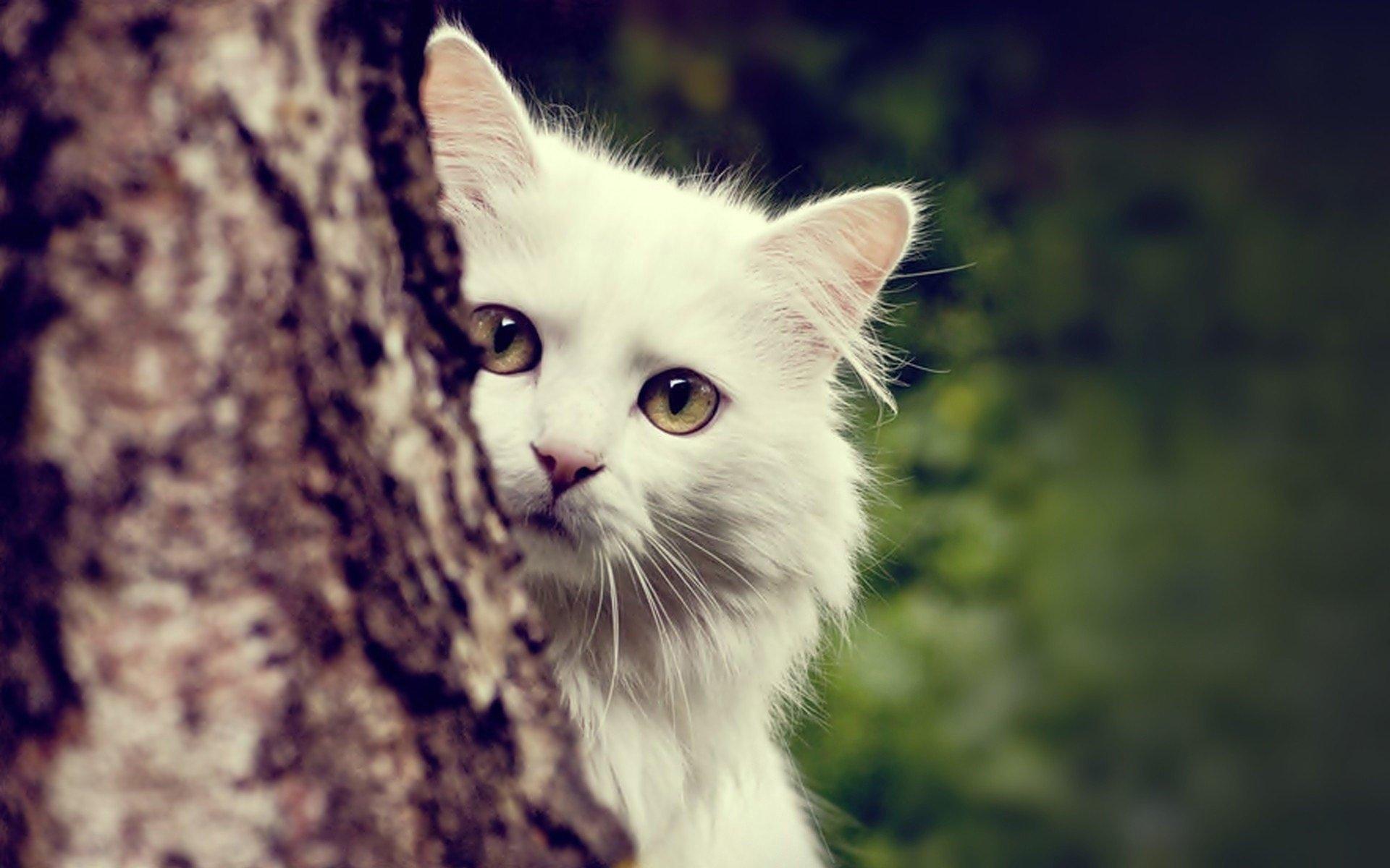 可爱的白色小猫咪图片-千叶网