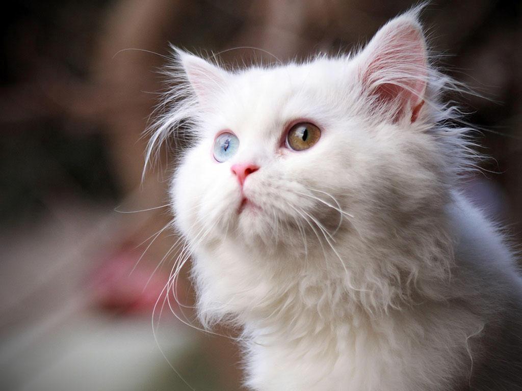 可爱白色猫咪吐舌萌图手机壁纸_手机壁纸_mm4000图片大全