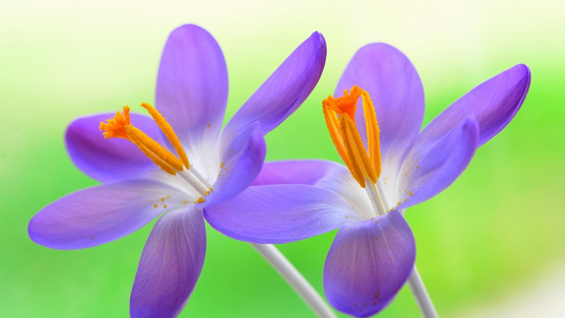 紫色唯美的郁金香图片_花卉图片_3g图片大全