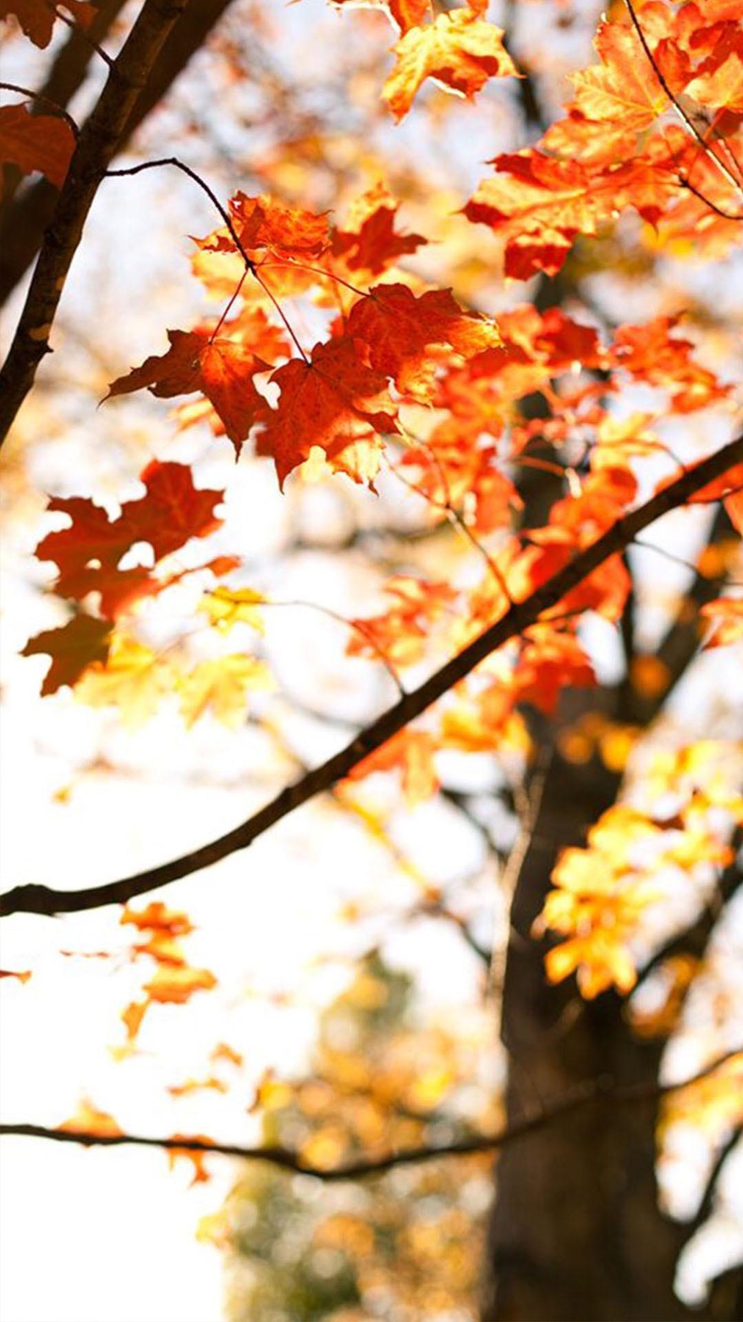 秋天森林漂亮的的树叶桌面壁纸-壁纸图片大全