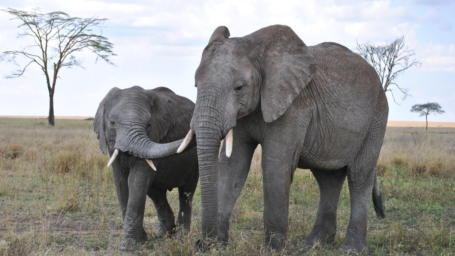 壁纸1680×1050大尺寸世界各地动物壁纸精选 第三辑 African Elephants Masai Mara Kenya 马赛马拉 非洲 ...