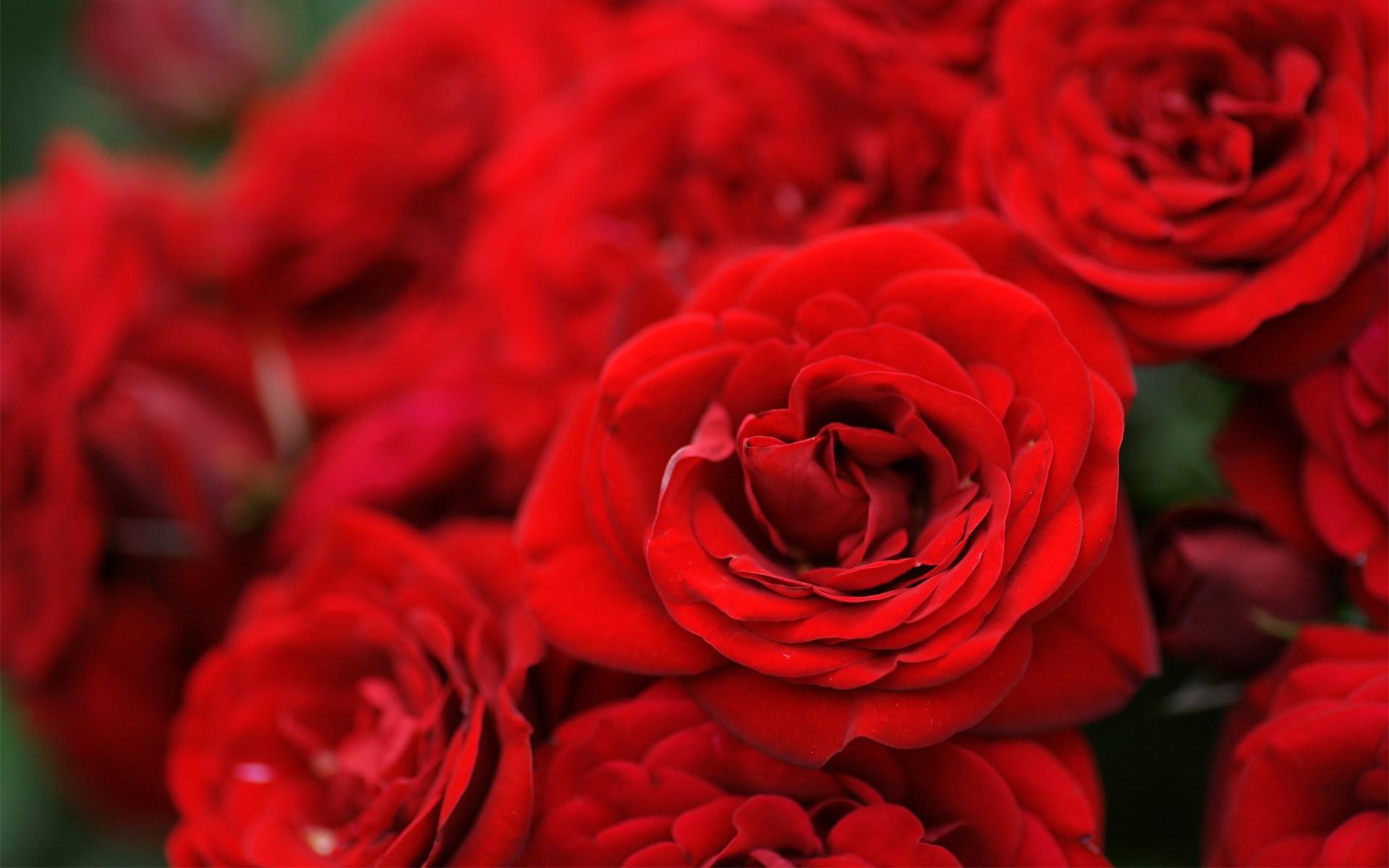 大红玫瑰花高清唯美壁纸-壁纸图片大全
