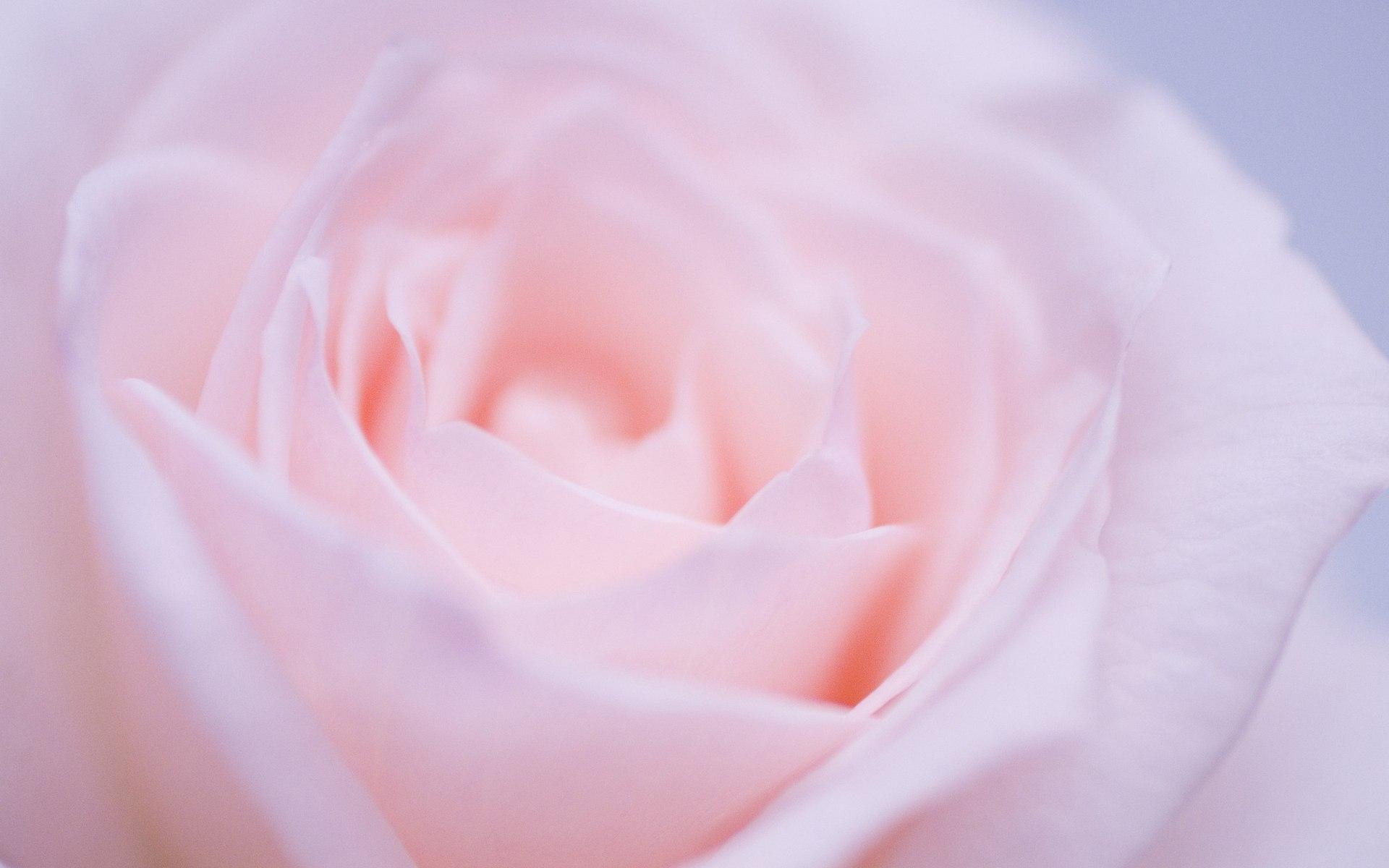 鲜嫩的粉色玫瑰花图片高清大图-壁纸图片大全