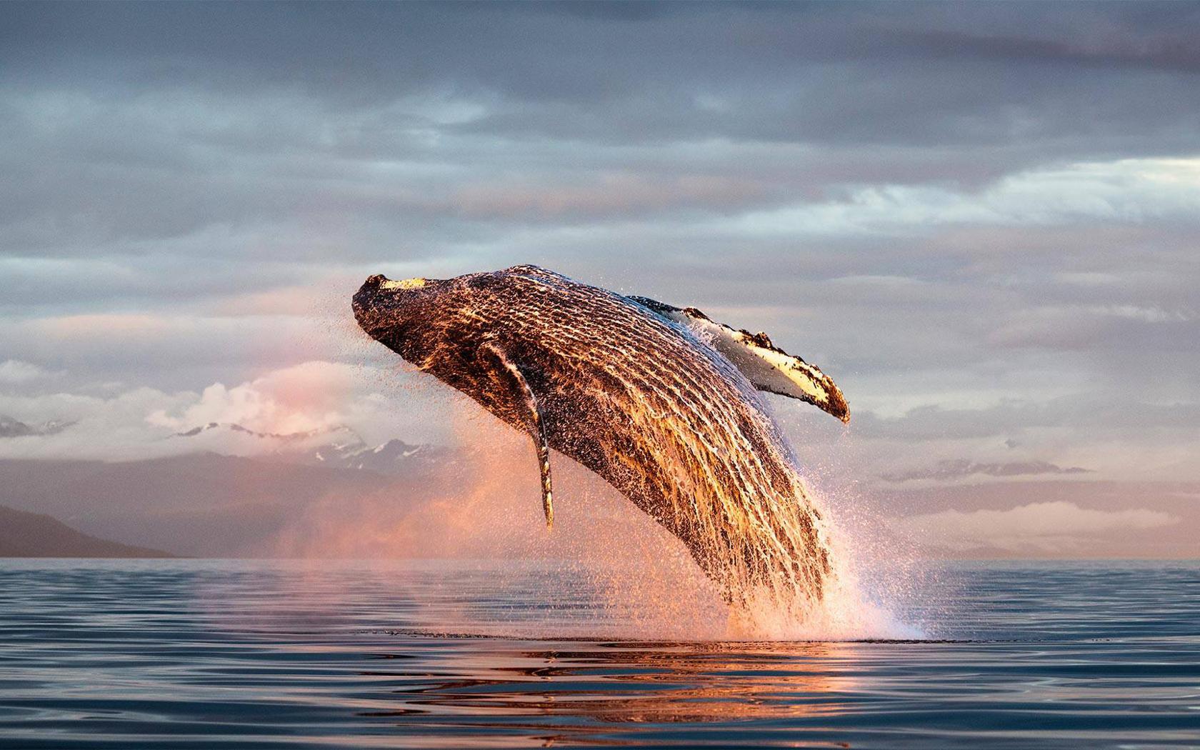 科学家终于捕捉到独角鲸的叫声，据说有点像电锯的声音_研究_峡湾_动物