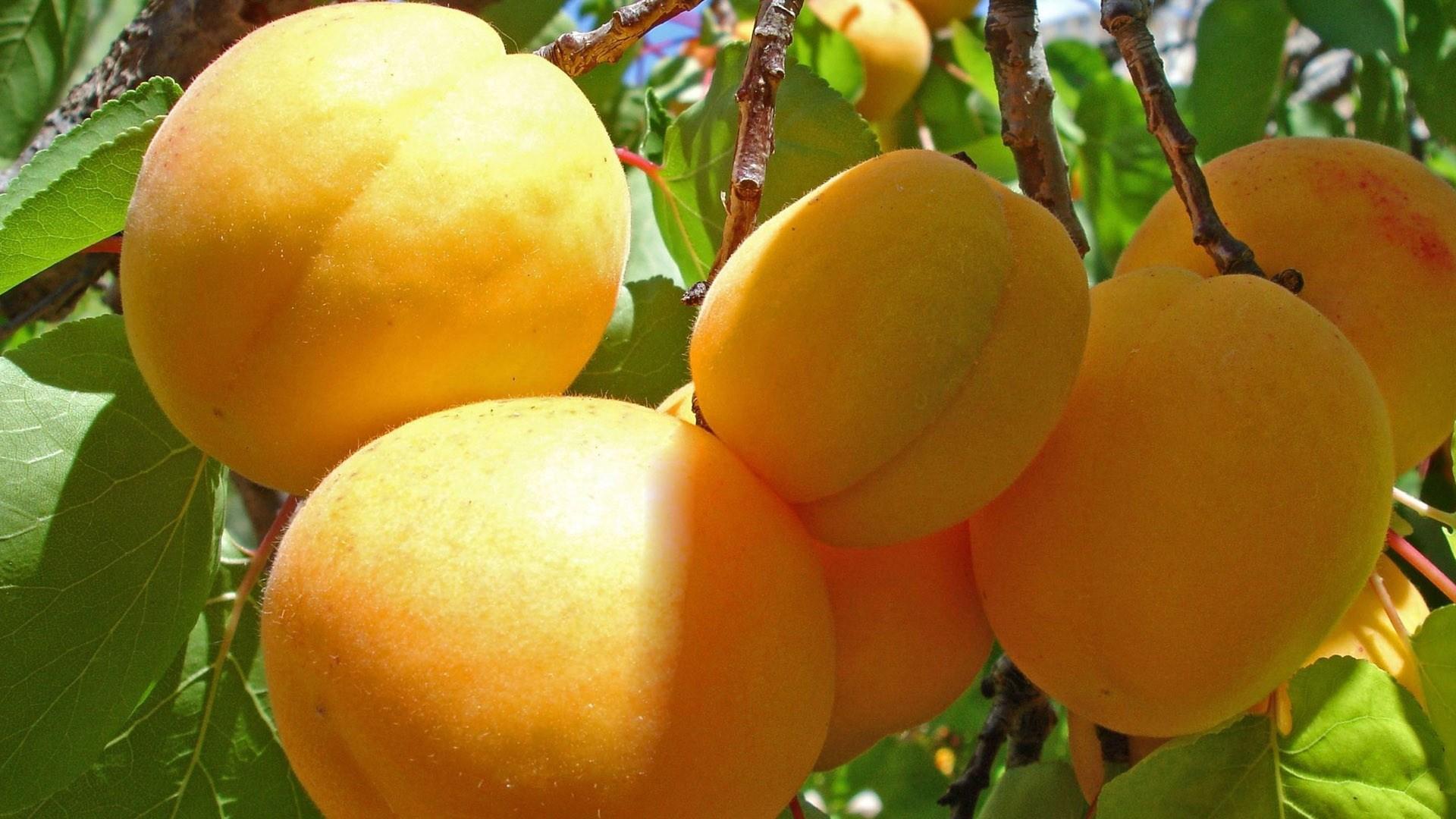 没有成熟的绿色杏子 - 免费可商用图片 - CC0素材网