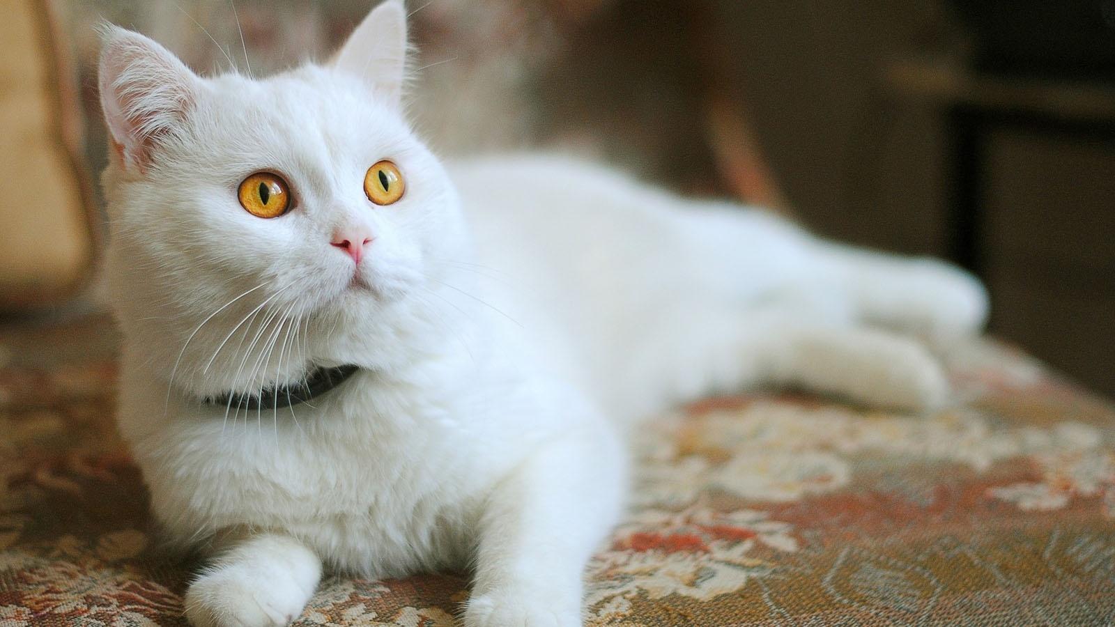 かわいい白猫 – 無料画像・フリー写真素材｜ActivePhotoStyle