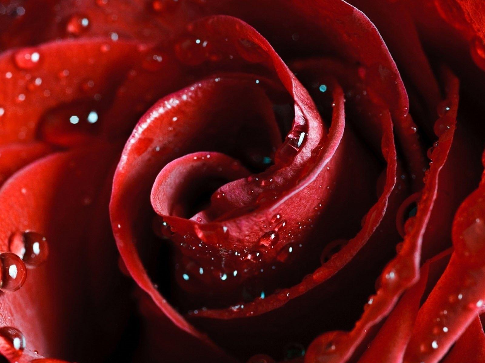 壁纸 花束，红玫瑰，花朵的特写 2560x1920 HD 高清壁纸, 图片, 照片