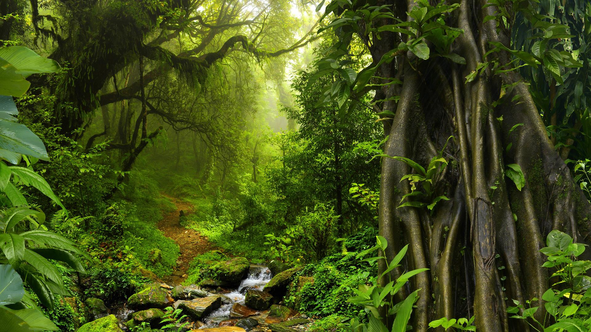 2021西双版纳热带雨林国家公园望天树景区-旅游攻略-门票-地址-问答-游记点评，西双版纳旅游旅游景点推荐-去哪儿攻略