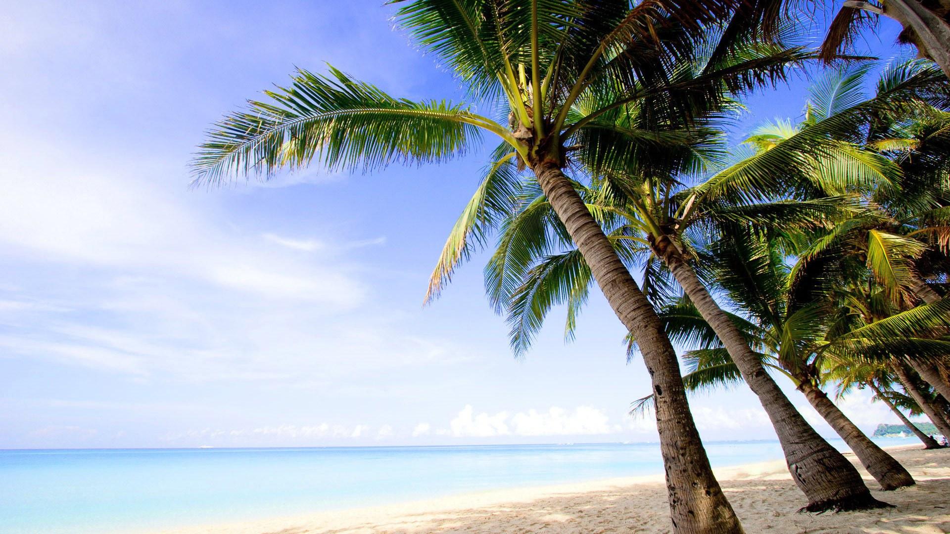 夏日海边椰子树风光美景桌面壁纸_椰子树壁纸图片_三千图片网