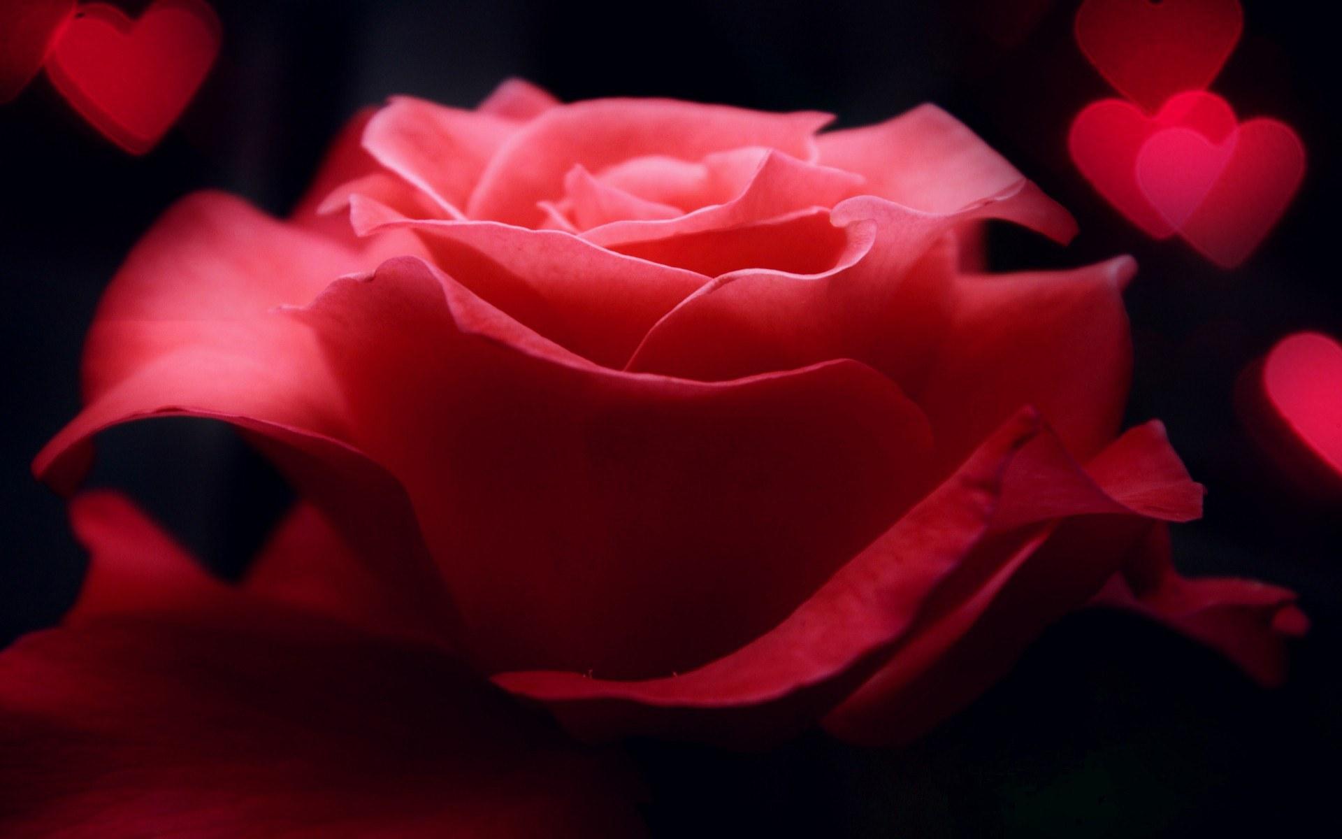 玫瑰花|摄影|产品摄影|米砂米黎 - 原创作品 - 站酷 (ZCOOL)