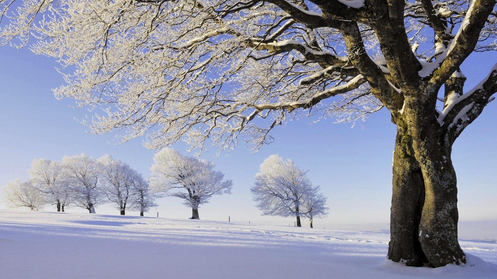 雪中的树冷色风景高清壁纸大全 高清桌面壁纸下载 -找素材网