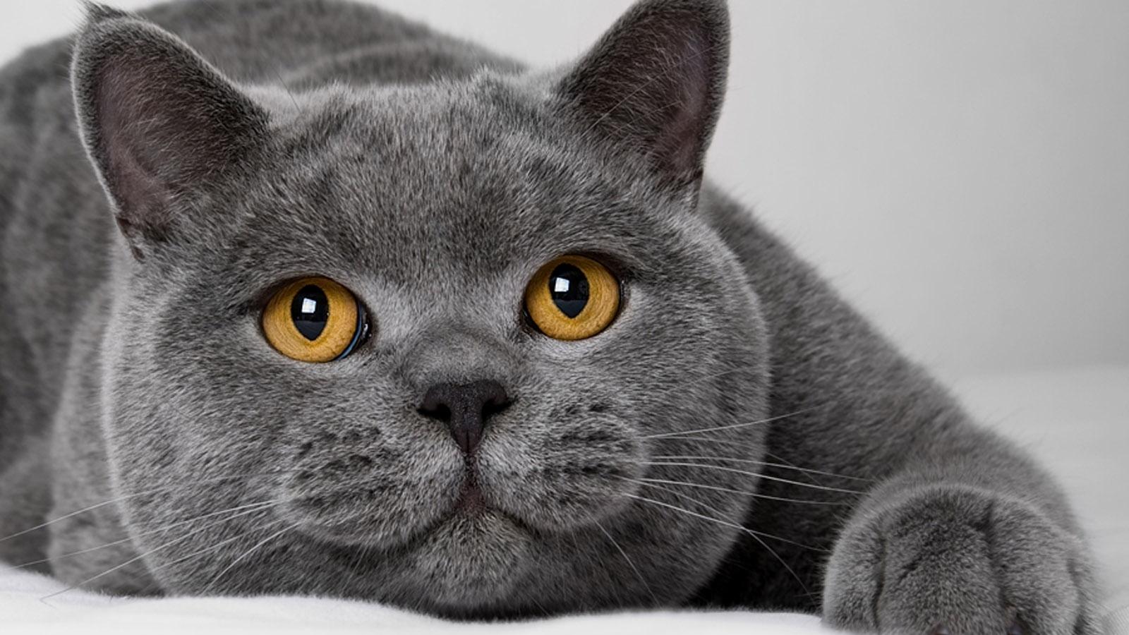 灰色可爱猫咪萌宠壁纸-壁纸图片大全