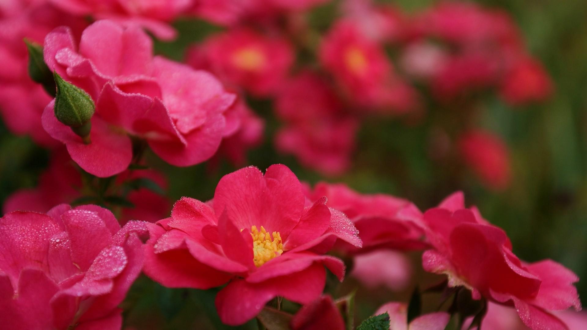 张有杭_欣赏：鲜艳的玫瑰花……_淮南图片网