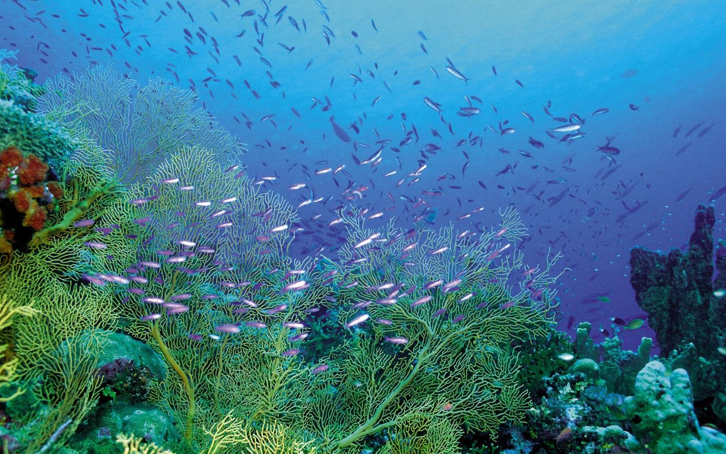 Free Images : sea, ocean, diving, wildlife, underwater, swimming, coral ...