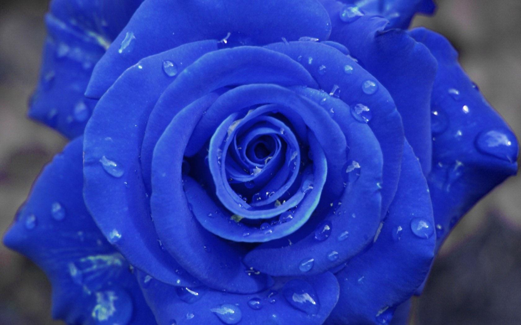 蓝玫瑰4k壁纸-千叶网