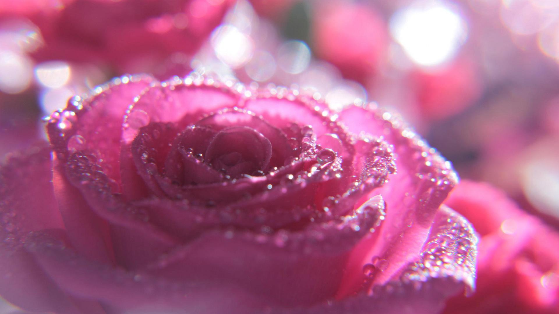 高清唯美玫瑰花图片素材-编号26612380-图行天下