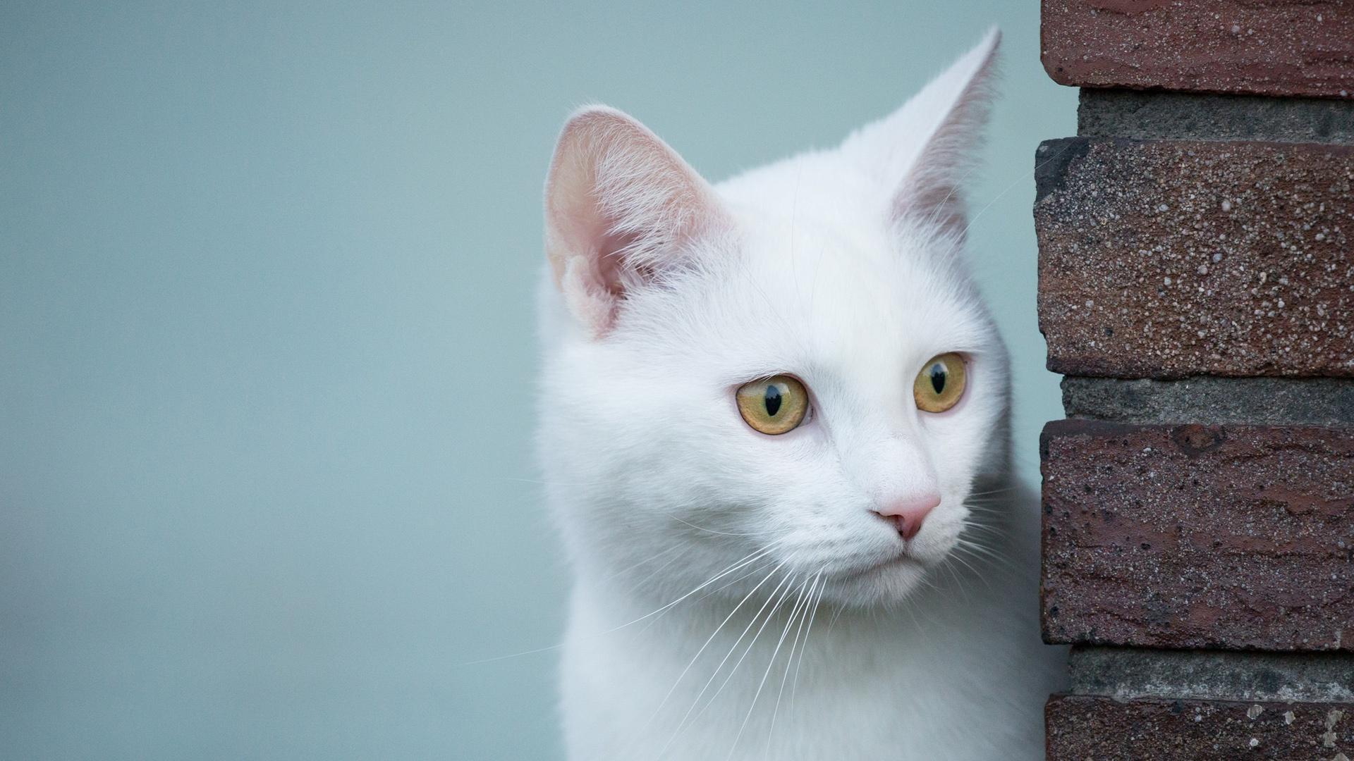 可爱白色猫咪 小猫 壁纸-壁纸图片大全