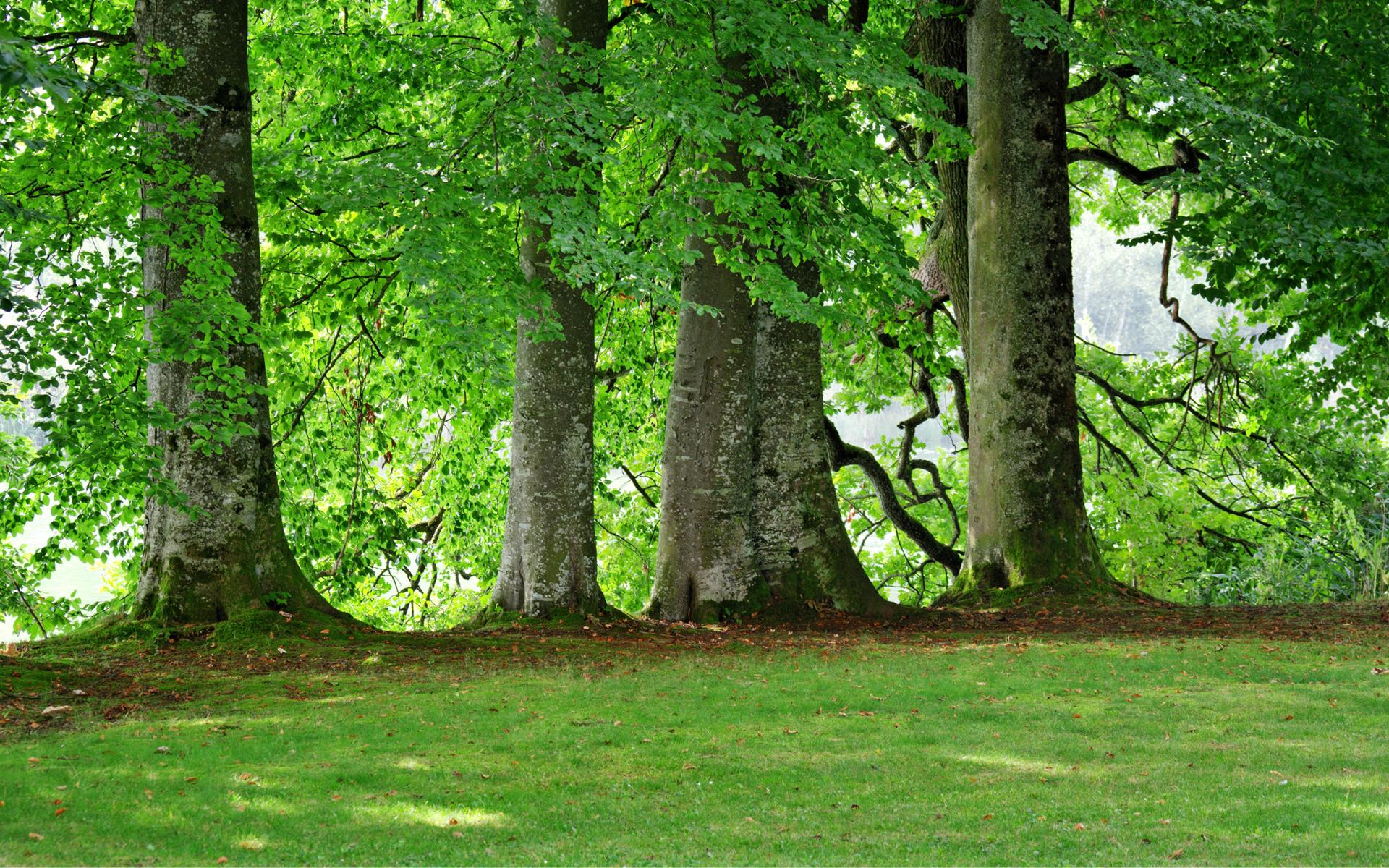 绿色植物园林景观立面树素材免费下载 - 觅知网