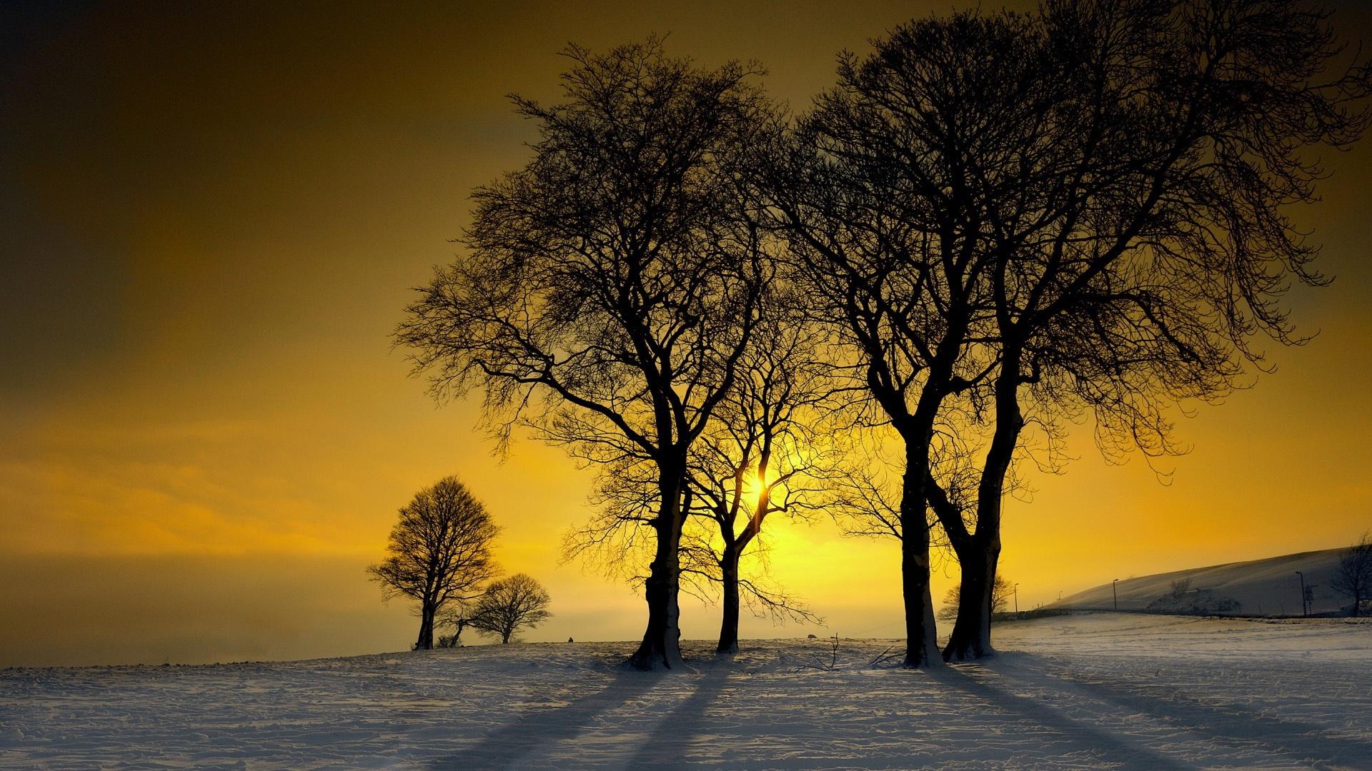 冬天阳光树木和白雪摄影图高清摄影大图-千库网