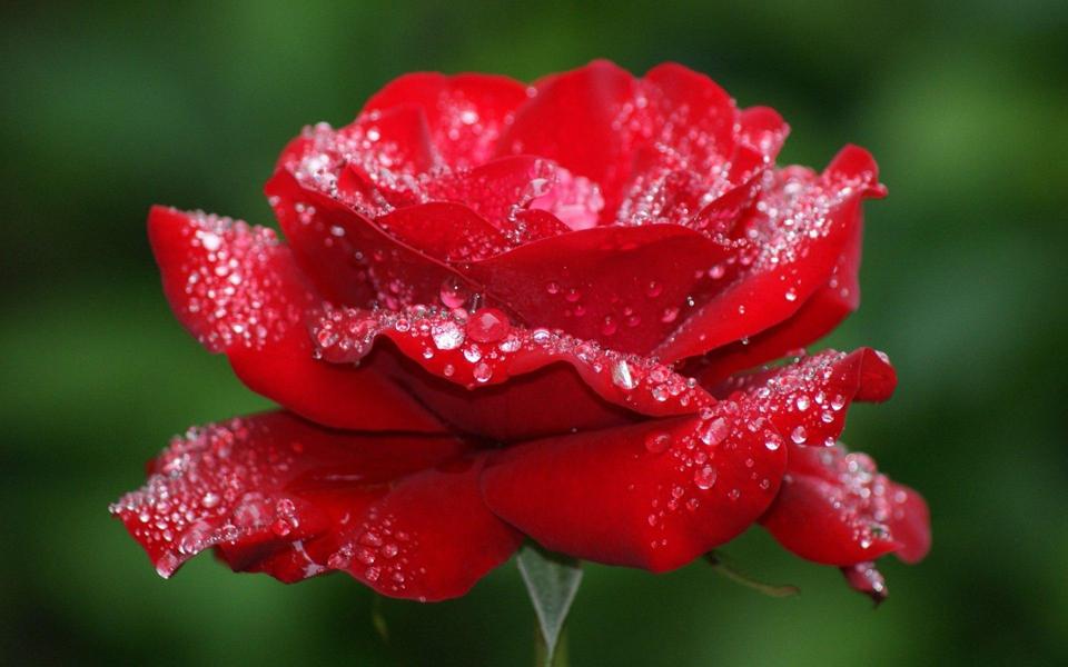 一朵红玫瑰花高清壁纸图片