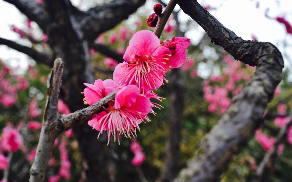 早春绿芽萌发桌面壁纸