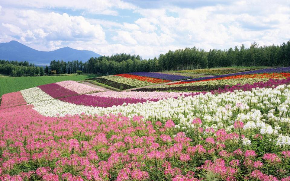 北海道风光高清风景电脑背景图片