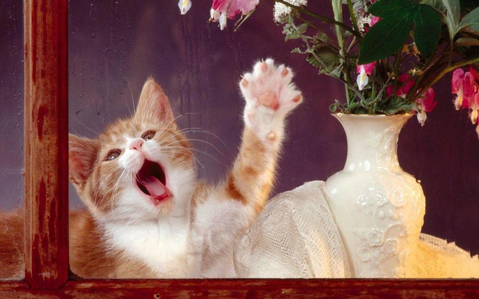 窗前卖萌可爱的小猫壁纸