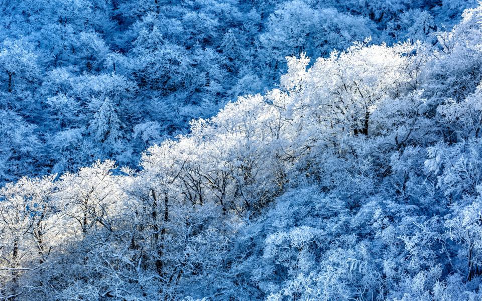 冬季美麗的樹林唯美桌面壁紙