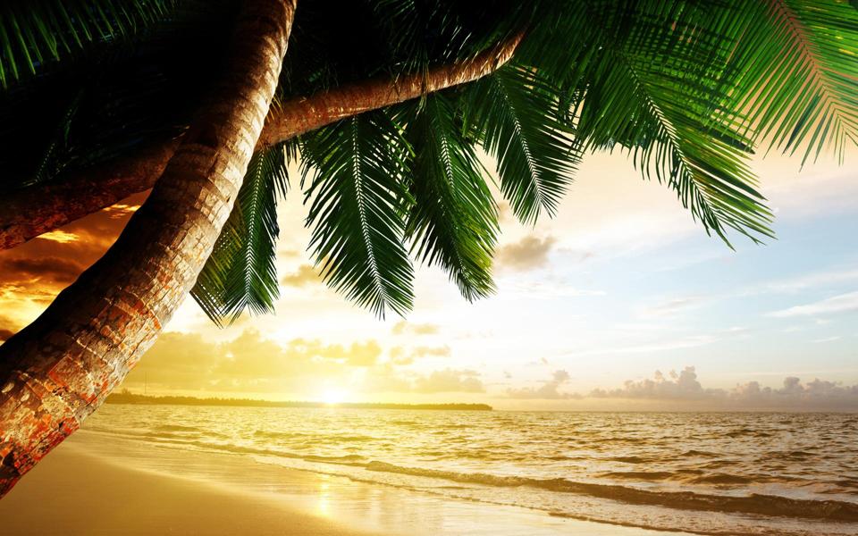 美丽的海滩椰树风景桌面壁纸