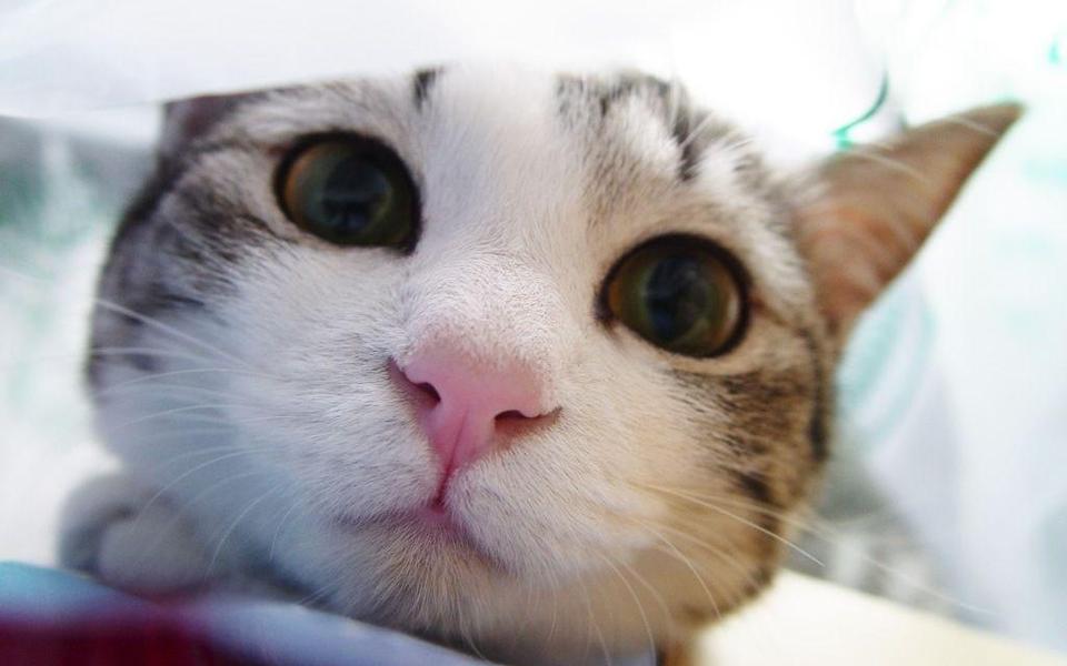 超可爱的小猫桌面背景图片