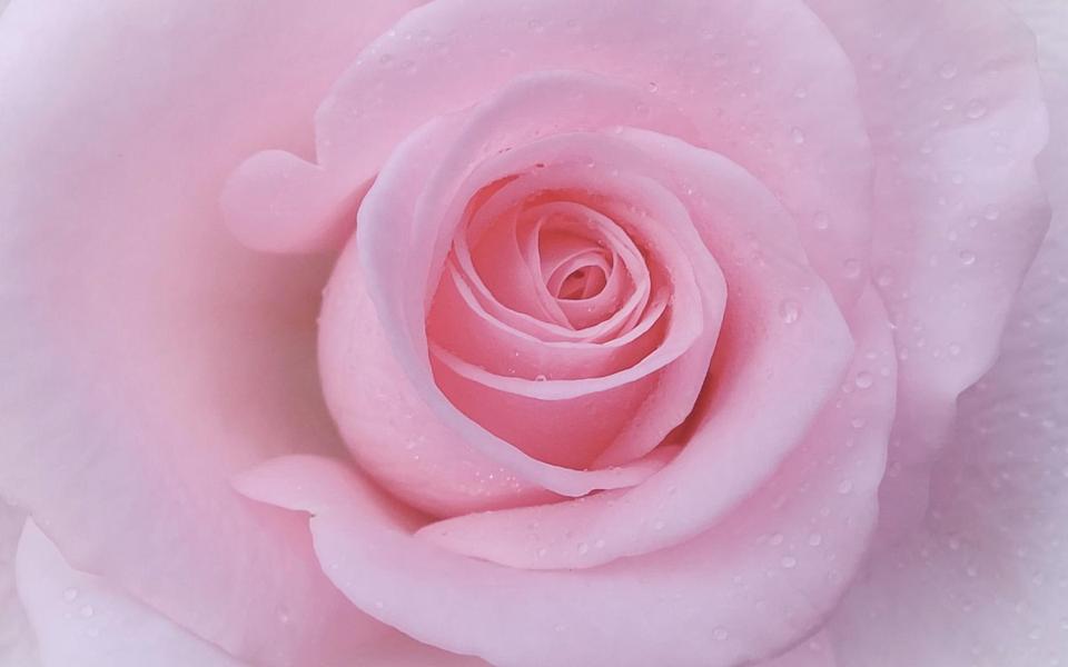 粉色漂亮玫瑰花朵高清桌面壁纸