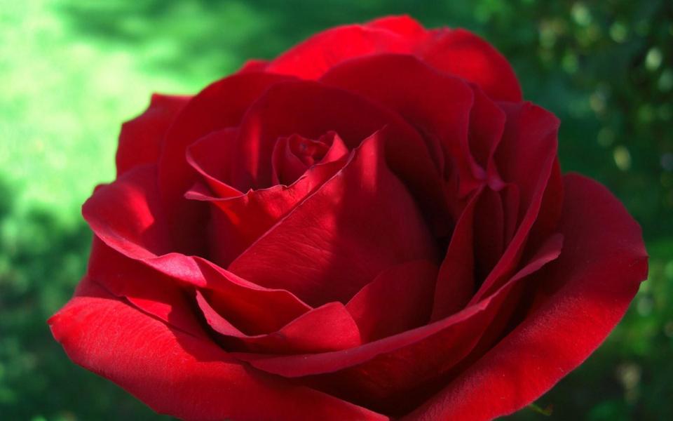 红色玫瑰花桌面壁纸