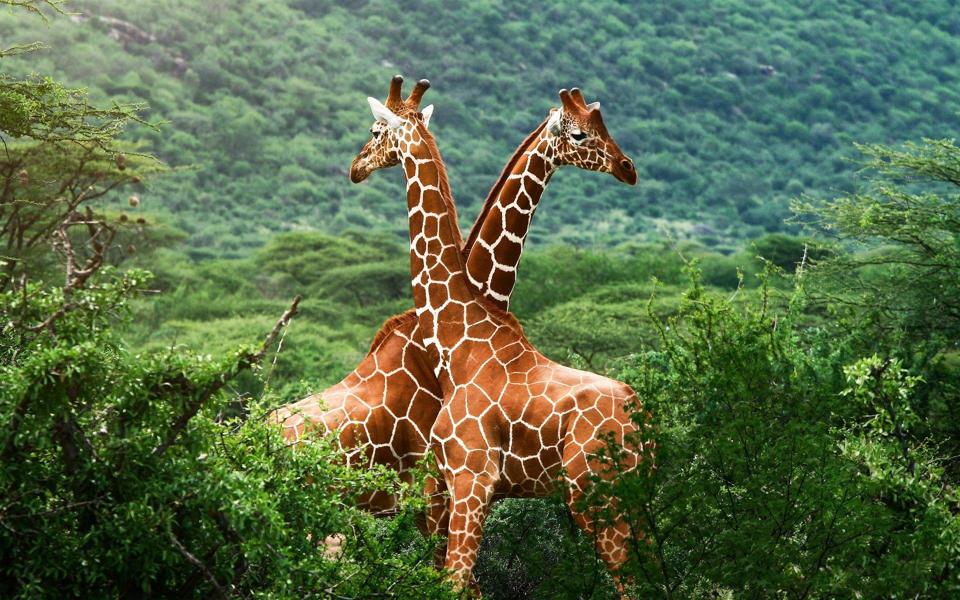 非洲草原长颈鹿高清动物壁纸