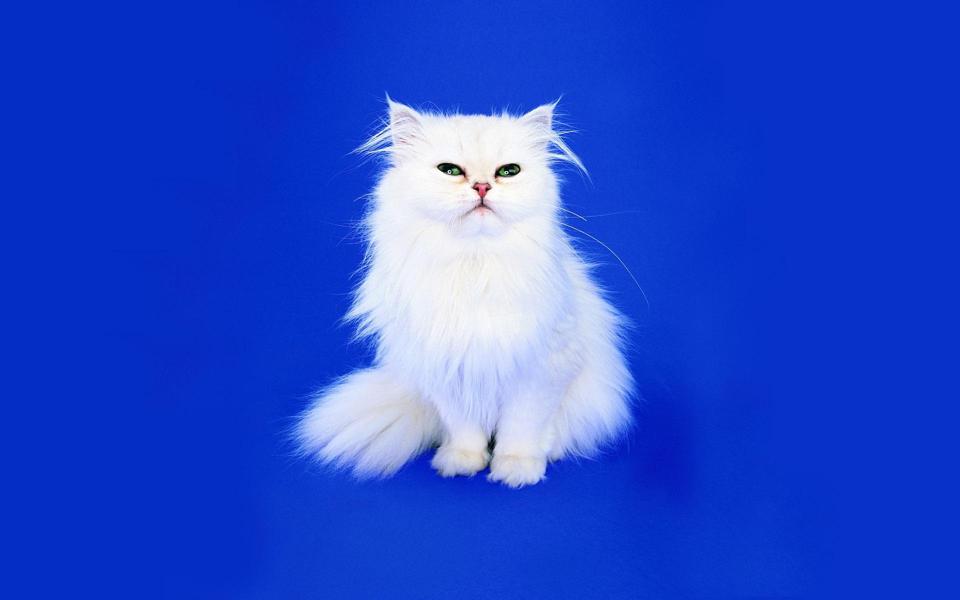 白色的小猫咪壁纸