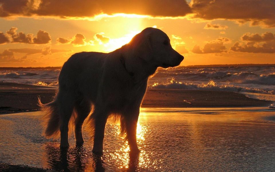 海边夕阳下狗狗唯美桌面壁纸