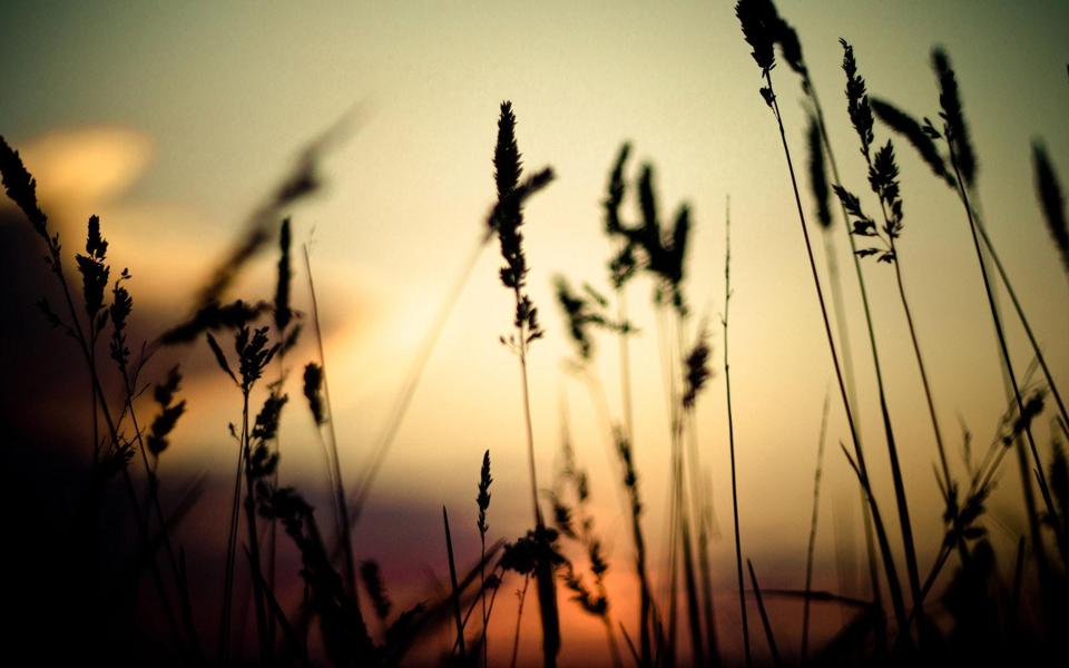 夕阳下芦苇草小清新唯美桌面壁纸