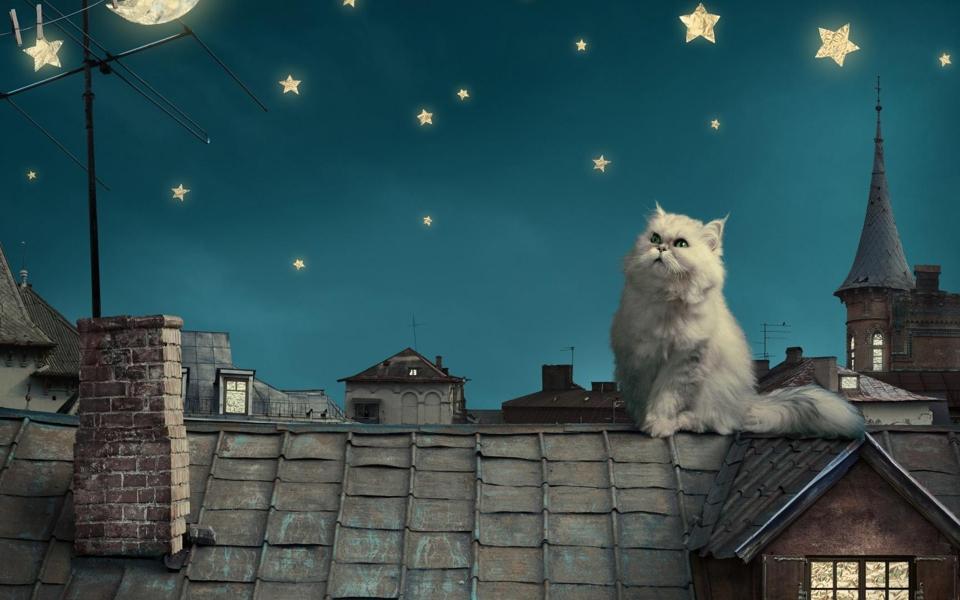 屋顶上波斯猫风景桌面壁纸